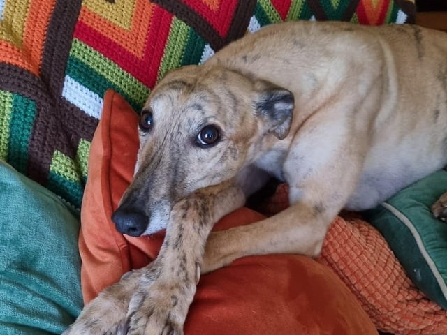 A selection of pictures sent in by Derry Journal readers of their beautiful dogs.