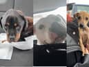 Chelsea, Patsy and Stuart, are being cared for by Derry's Friends of Rescue.