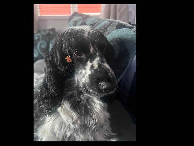 Alfie loves to go outside and accessorise with flowers in his fur