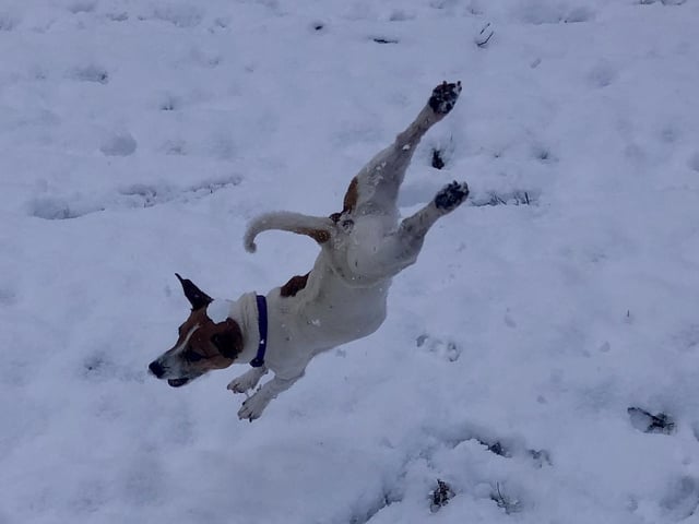 A selection of pictures sent in by Derry Journal readers of their beautiful dogs.