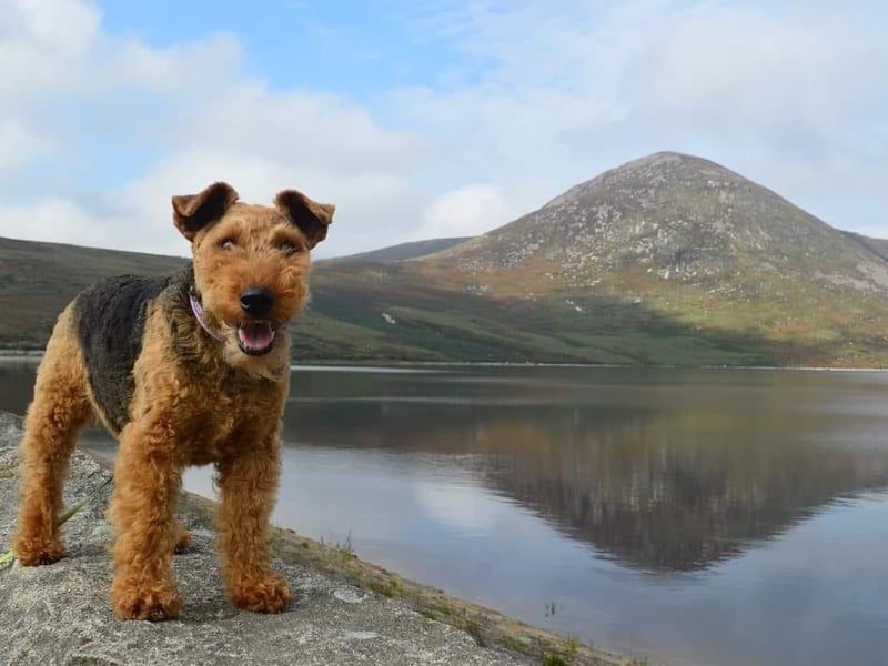 Aoife the Welsh Terrier at the Silent Valley