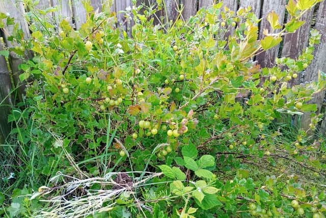 Gooseberry bushes are a no maintenance reliable perennial.