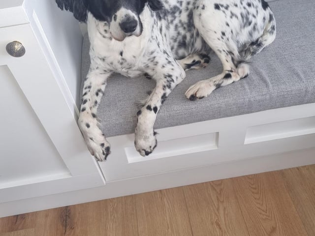 Wee Alfie Bo