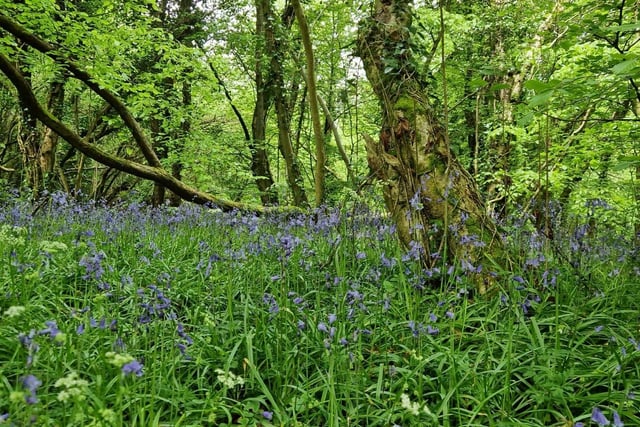 Bluebells at Prehen Woods.