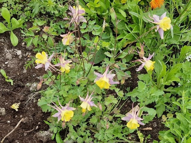 Aquilegia.
