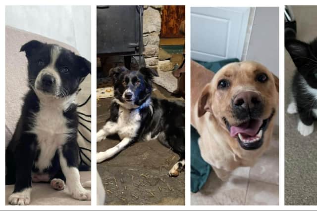 Just some of the gorgeous animals being helped by Friends of Rescue NI.