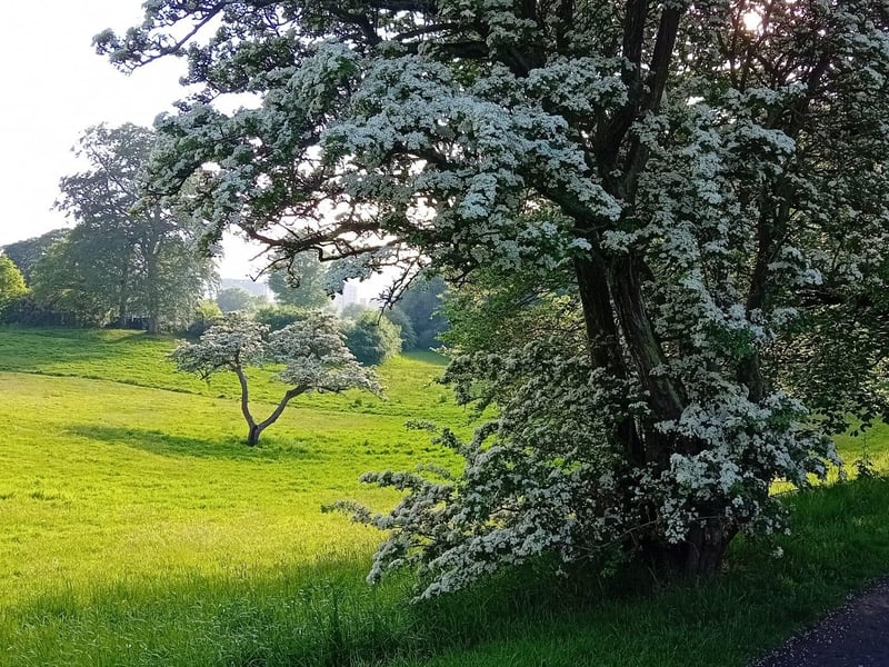 Hawthorns at St. Columb's Park