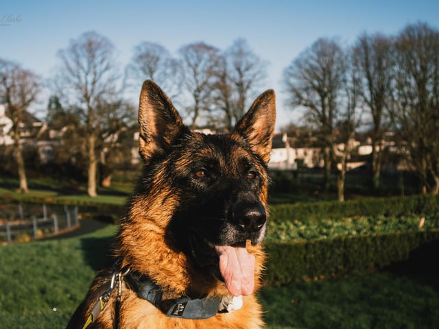 Kodi