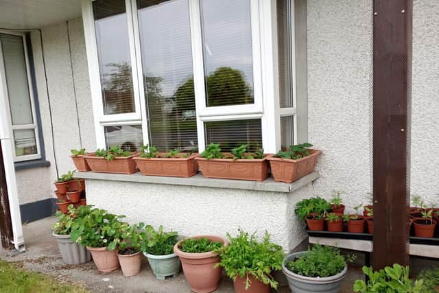 Container planting at the south west facing front garden.