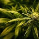 Cannabis was the most commonly used drug by service users in the Western Trust.