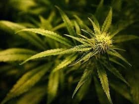 Cannabis was the most commonly used drug by service users in the Western Trust.