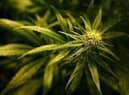 Cannabis was the most commonly used drug by service users in the Western Trust.