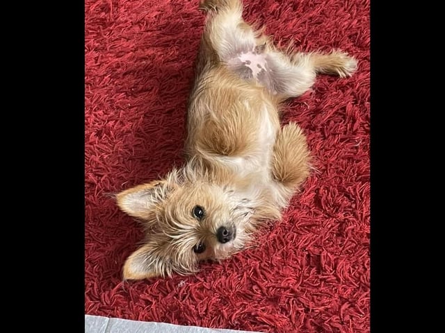 Rosie says 'why are you just standing there? Rub my belly already!'