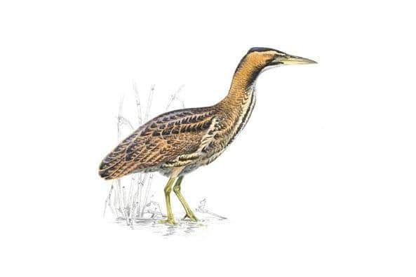 A bittern, the subject of Cathal Buí Mac Giolla Ghunna's poem.