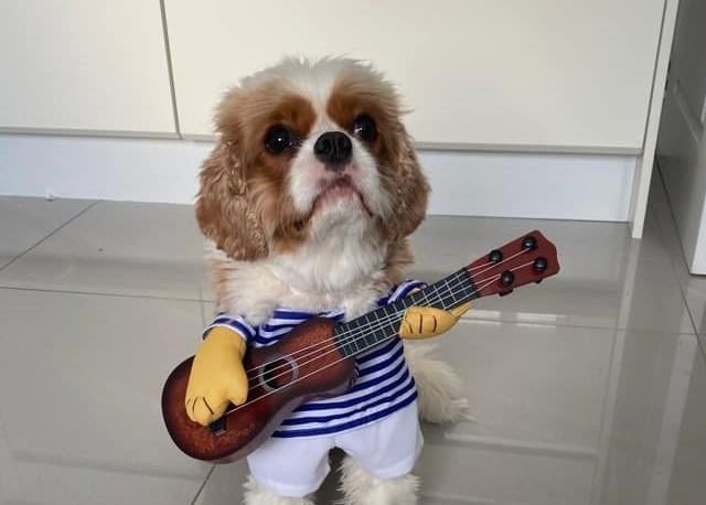 The delightful dogs of Derry and Inishowen, as sent in by proud Derry Journal readers.