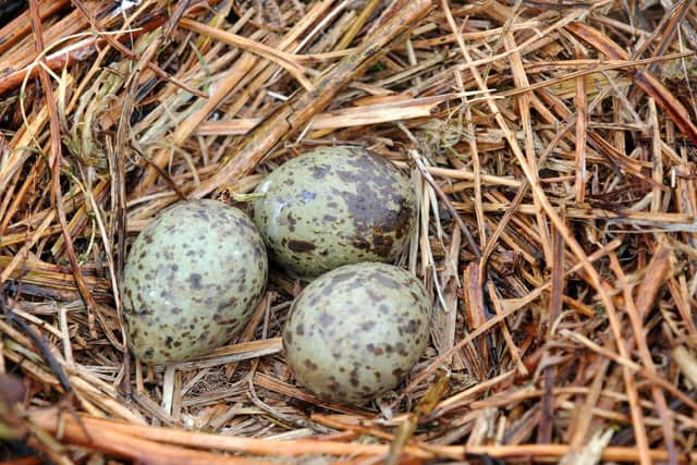 Gull eggs