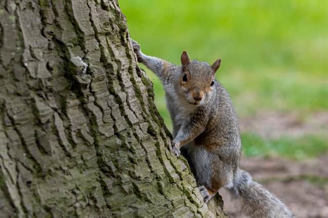 The grey squirrel is an invasive species and competes with the red squirrel for scarce food.