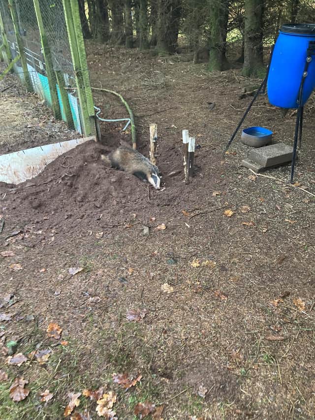 The badger as she was found.