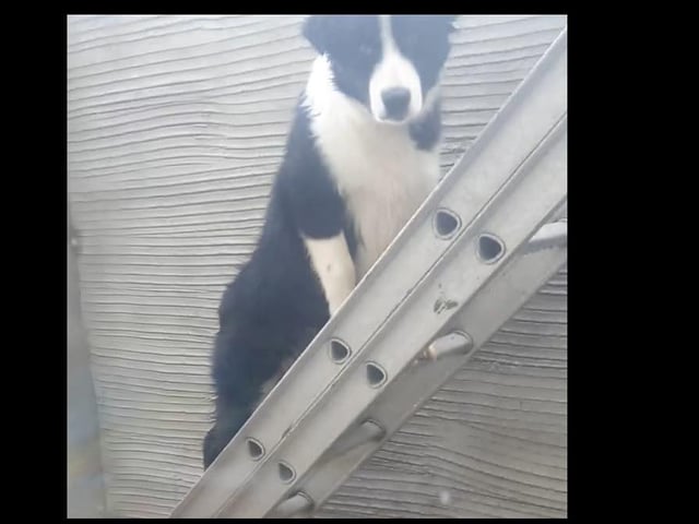 Sparky the window cleaner