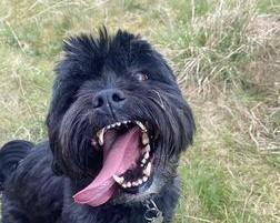 Part two in a collection of pictures of the beautiful dogs of Derry and Donegal, sent in by Derry Journal readers.