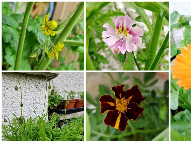 First flowers from seed from top right, tomatoes, schizanthus (poor man's orchid), calendula, marigold and Icelandic poppy buds.