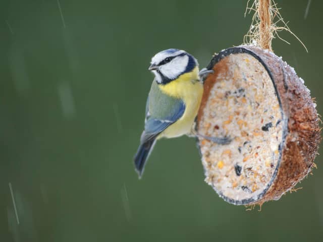 Birds benefit hugely from garden feeders in the winter