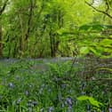 Bluebells carpet the forest floor at Prehen Woods.
