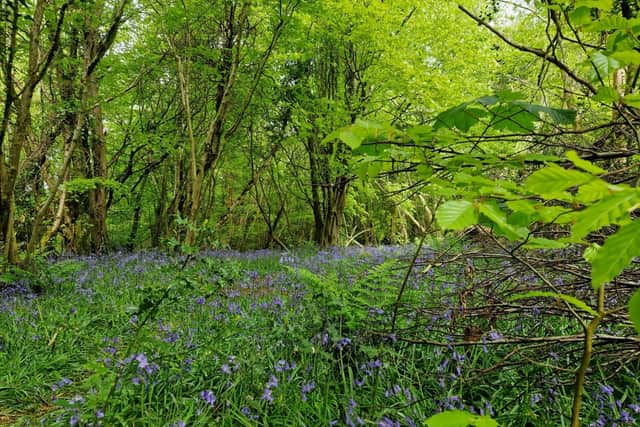 Bluebells carpet the forest floor at Prehen Woods.