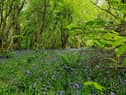 Bluebells carpet the forest floor at Prehen Woods.