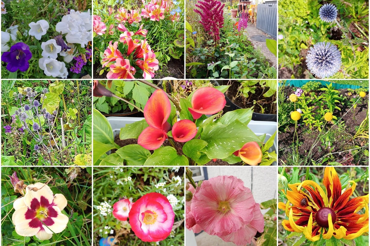Ten Plants to Make Your Garden Stand Out - Gardening With Brendan