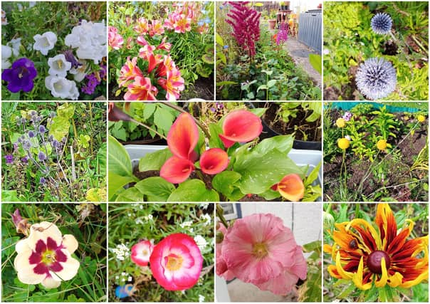 My top ten showstopper flowers that I've grown this year.