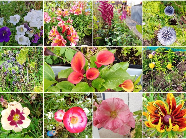 My top ten showstopper flowers that I've grown this year.