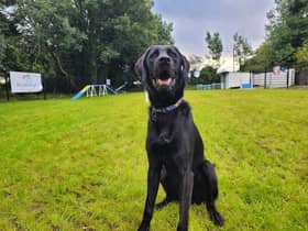 Fergus enjoying Off Lead Agility
