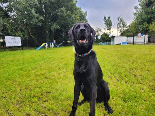 Fergus enjoying Off Lead Agility