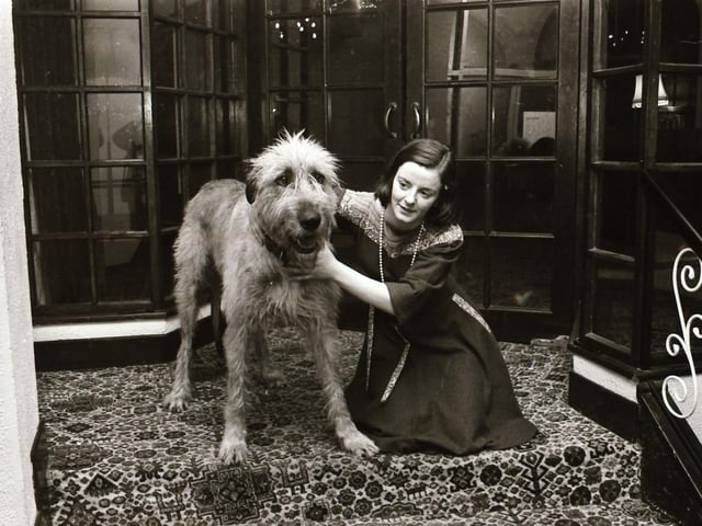An Irish wolfhound back in 1976.