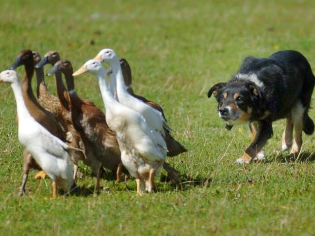 The duck herding proved to be a popular attraction art Clonmany Show. (0508A10) : Clonmany Festival, Vintage Show, Agricultural Show and Raft Race in August 2005.