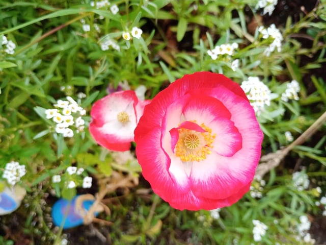 Oriental Poppies - This was my second year growing these hardy poppies and they didn't disappoint. Flowering for over a month on tall, spindly but strong stems, they overwinter fine outdoors and you will see bumble bees fighting over access to the red, orange, pink and white flowers come the spring and early summer and even having a little nap inside them, which indicates how popular they are with pollinators. Photo: Brendan McDaid.