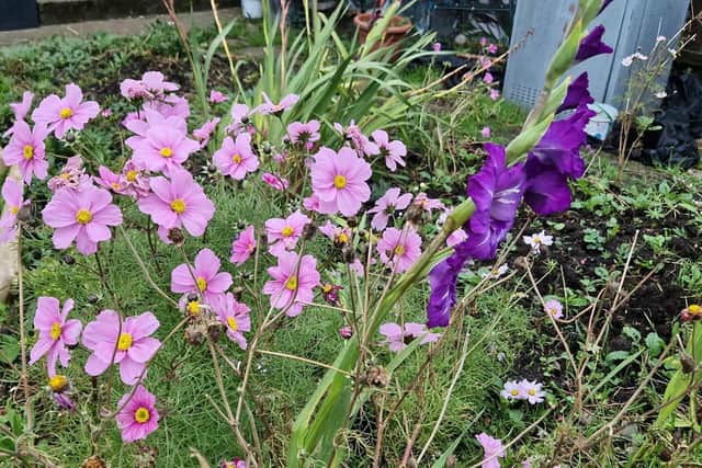 Still flowering... It's been so mild that the cosmos and gladioli are still flowering in November.