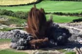 Dramatic footage of a World War 2 bomb exploding in County Down has been released by the PSNI.