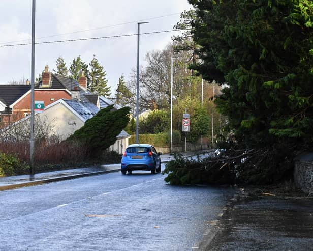 Fallen trees at on Culmore Road during a previous . Photo: George Sweeney