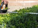 Hedge trimmers are at their lowest price for the past 12 months according to new research (photo: Adobe)