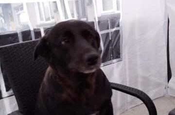 The delightful dogs of Derry and Inishowen, as sent in by proud Derry Journal readers.