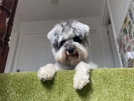 The delightful dogs of Derry and Inishowen, as sent in by proud Derry Journal readers.