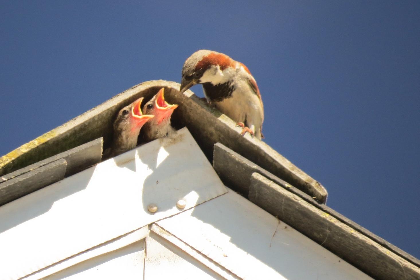 Forces that decimated the sparrow could end humanity in Derry