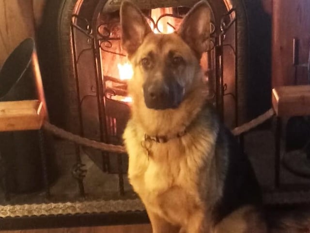 The delightful dogs of Derry and Inishowen, as sent in by proud Derry Journal readers.