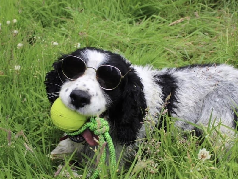 Sam the Springer