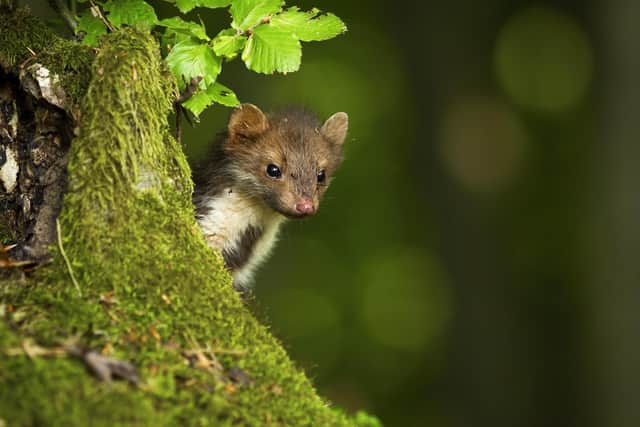 Pine martens are a native predator and can help control grey squirrel populations.