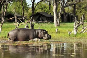 A hippo passes the camp just meters away SAFARI FRANK / Animal News Agency