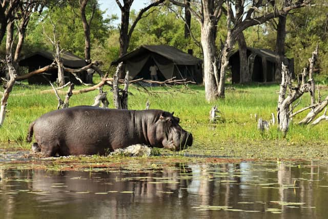 A hippo passes the camp just meters away SAFARI FRANK / Animal News Agency
