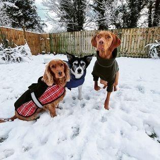 Part two in a collection of pictures of the beautiful dogs of Derry and Donegal, sent in by Derry Journal readers.